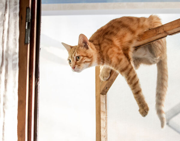 cerrajería y mascotas